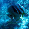 Picture taken during the dive