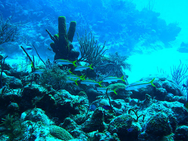 Wall To Wall Diving - Dive Center in Cayman Islands