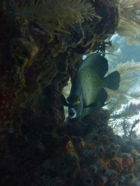 South Beach Divers - Dive Center in United States