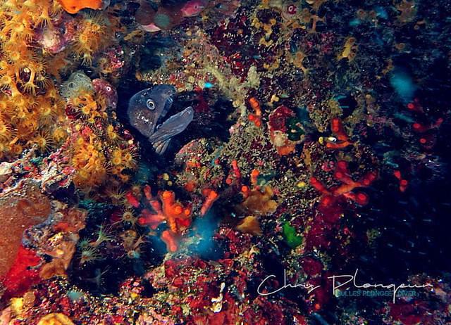 Espace Mer - Dive Center in France