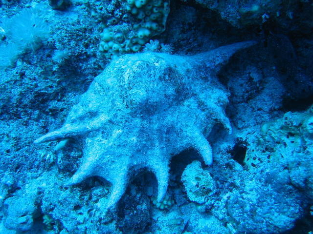Dune Diving Center - Dive Center
