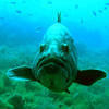 Picture taken during the dive