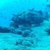 Picture taken during the dive