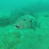 Picture taken during the dive