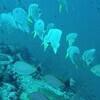 Picture taken during the dive
