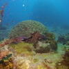 Picture taken during the dive