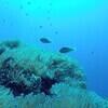 Picture taken during the dive