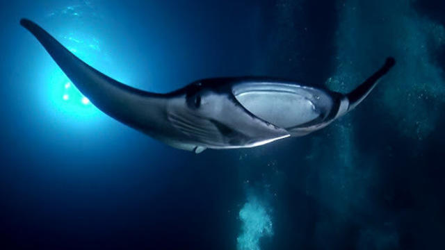 Diving in French Polynesia, Baie de Matavai - By Thierry
