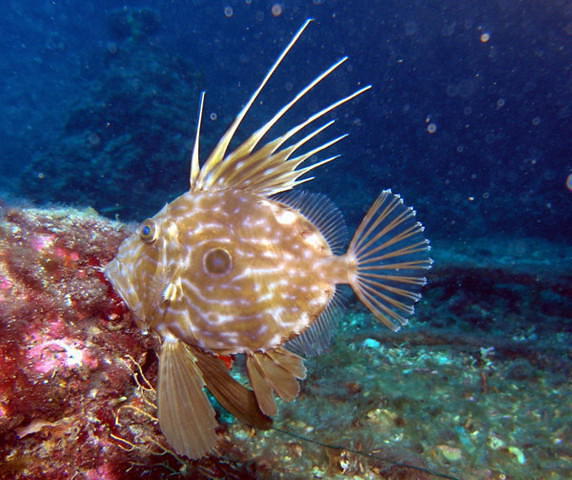 Plongee Passion La Ciotat - Dive Center in France