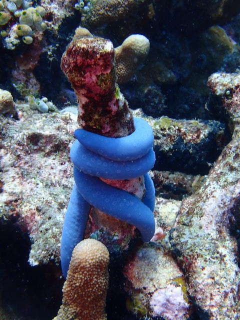 Bali Breizh Divers - Dive Center in Indonesia