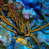 Picture taken during the dive