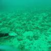 Picture taken during the dive