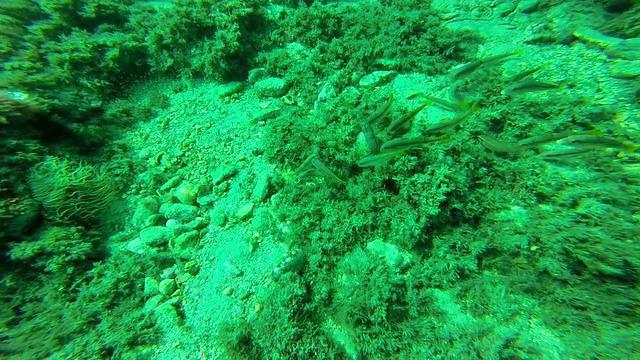 Abysub - Dive Center in Spain