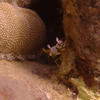 Picture taken during the dive
