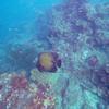Picture taken during the dive