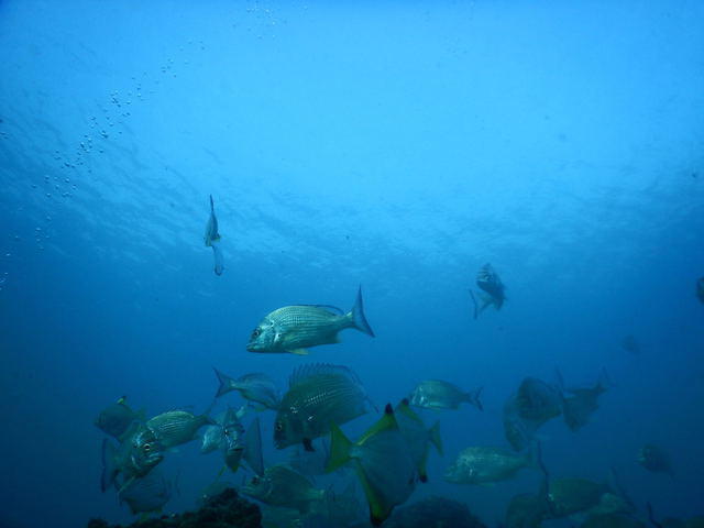 Kirra Dive 'on The Tweed' - Dive Center in Australia