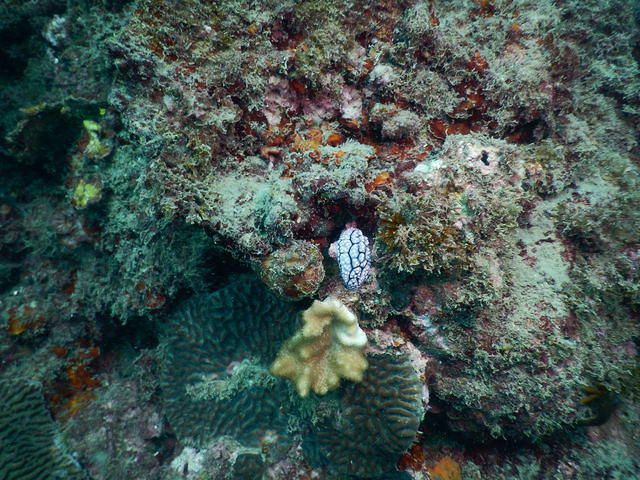Sunreef Scuba Diving Services - Dive Center in Australia