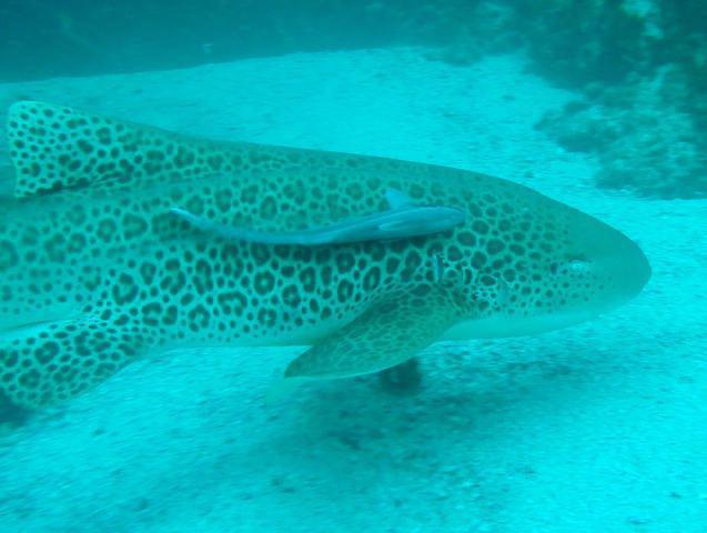 Sundive Byron Bay Pty Ltd - Dive Center in Australia