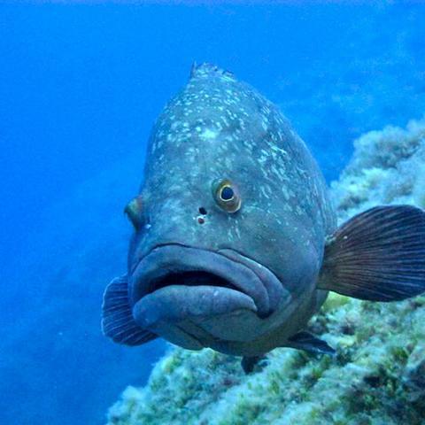 Aquatile Plongee - Dive Center in France