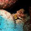 Picture taken during the dive