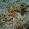Picture taken during the dive