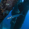 Picture taken during the dive