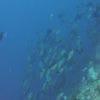 Picture taken during the dive