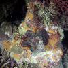 Picture taken during the dive