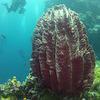 Picture taken during the dive