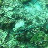 Picture taken during the dive