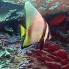 Picture taken during the dive