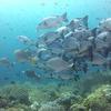 Picture taken during the dive
