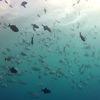 Picture taken during the dive