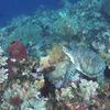 Picture taken during the dive