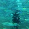 Picture taken during the dive