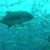 Picture taken during the dive