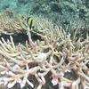 Picture taken during the dive
