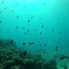 Picture taken during the dive