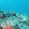 Picture taken during the dive