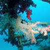 Picture taken during the dive