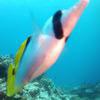 Picture taken during the dive