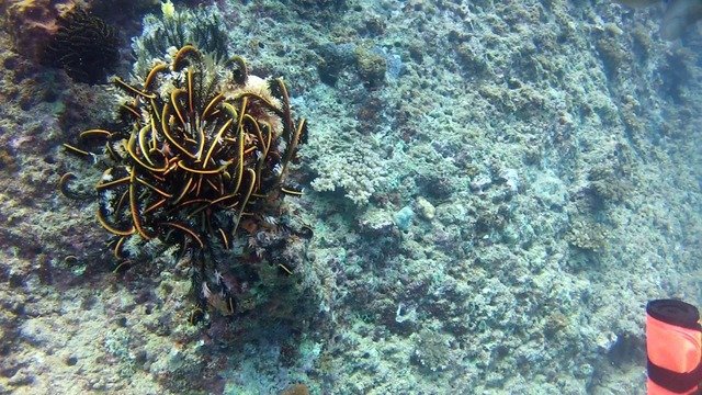 Diving in Fiji, Beqa - By Sean