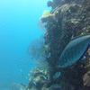 Picture taken during the dive