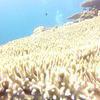 Picture taken during the dive