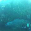 Picture taken during the dive