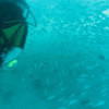 Picture taken during the dive