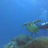 Picture taken during the dive