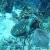 Picture taken during the dive