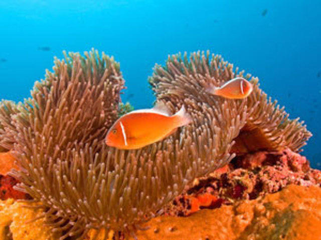 Lembongan Dive Center - Dive Center in Indonesia