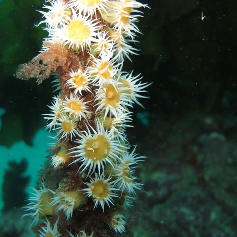 M V Taranui - Dive Center in New Zealand